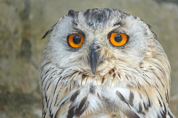 regard d'un Hibou Grand Duc de Sibérie