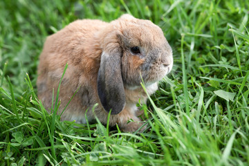 Little lop-eared rabbit sits on the lawn. Dwarf rabbit breed ram at sunset sun. Summer warm day.
