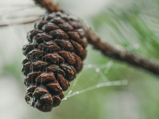 Closeup of pine cone in foggy morning with a wet spider web.