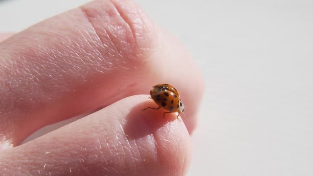 Ladybug Ladybird Bug Beetle on a Hand Fingers Closeup Insect Etymology Macro