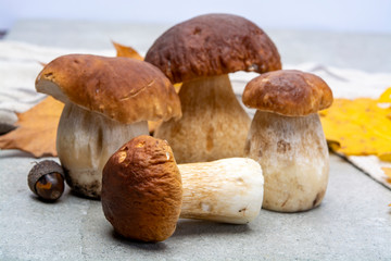 Fresh raw edible forest mushrooms Boletus Edulis or porcini fungus, tasty vegetarian food