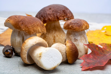Fresh raw edible forest mushrooms Boletus Edulis or porcini fungus, tasty vegetarian food