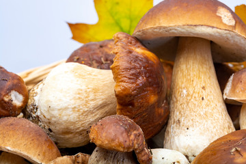 Fresh raw edible forest mushrooms Boletus Edulis or porcini fungus, tasty vegetarian food