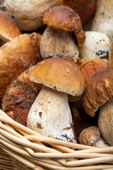 Basket with fresh edible forest mushrooms Boletus Edulis or porcini fungus, tasty vegetarian food