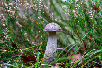 Edible forest mushroom Boletus Leccinum fungus, tasty vegetarian food