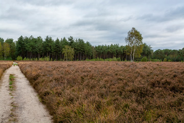 Fototapeta na wymiar Landscape with Kempen forests in North Brabant, Netherlands in autumn