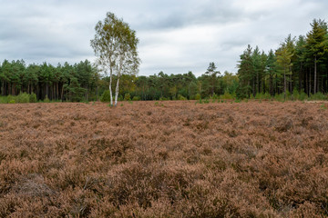 Obraz premium Landscape with Kempen forests in North Brabant, Netherlands in autumn