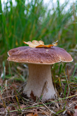 Edible forest mushroom Boletus Edulis or porcini fungus, tasty vegetarian food