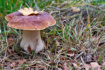 Edible forest mushroom Boletus Edulis or porcini fungus, tasty vegetarian food