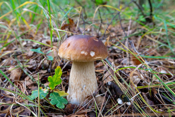 Edible forest mushroom Boletus Edulis or porcini fungus, tasty vegetarian food