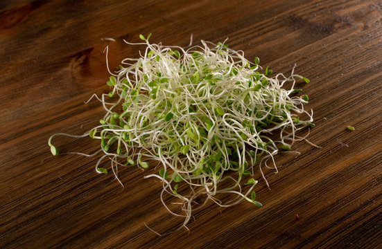 Red Clover Sprouts, Micro Green Healthy Eating Concept