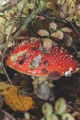 Fly agaric mushrooms close up. Amanita in dry grass in late autumn. Mushrooms with red hats in forest.