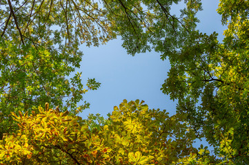 Obraz premium Canopy of trees framing a cloudless blue sky. Foliage lit by the bright sun forms a frame