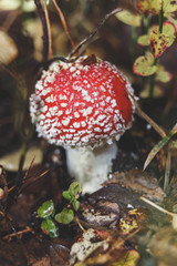Fly agaric mushrooms close up. Amanita in dry grass in late autumn. Mushrooms with red hats in forest.