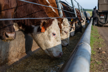 cows in farm
