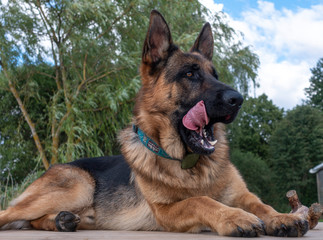 German Shepherd Dog lying on footbridge
