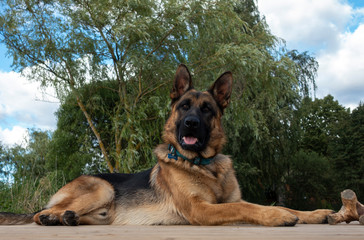  German Shepherd Dog lying on footbridge