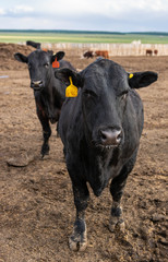cows on farm
