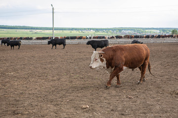 cows in field