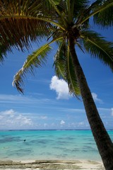 Palme am türkisfarbenen klaren Sandstrand von Bora Bora Französisch-Polynesien Südsee