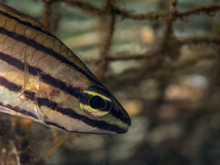 A fish is hiding in a discarded old fishing net