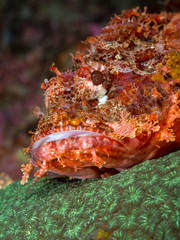 A venomous stone fish on a green coral bed
