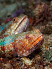 Fototapeta na wymiar A pai rof lizard fish rest on the ocean floor