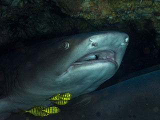 Two white tip reef sharks rest on the ocean floor
