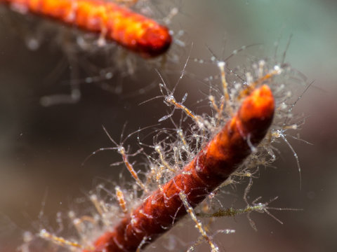 Many small skeleton shrimp gather on a coral