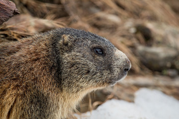 Marmotta sul passo Gavia
