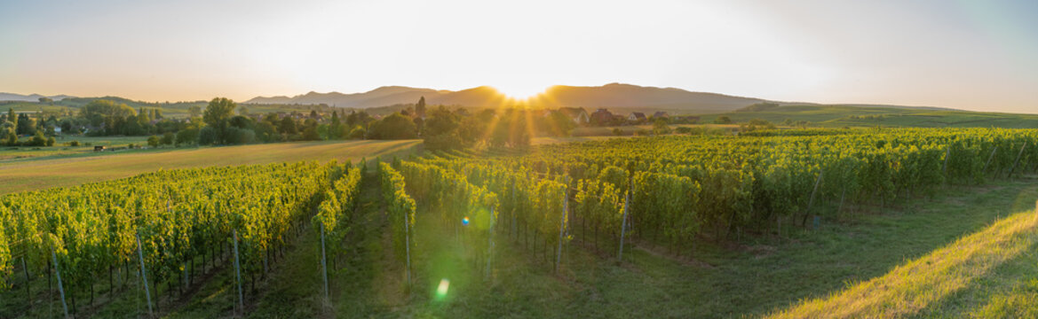 Dangolsheim, France - 09 17 2019: Panoramic view of the vineyards and the village at sunset.