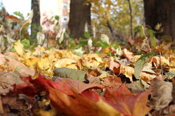 colorful autumn leaves on the ground in the Park