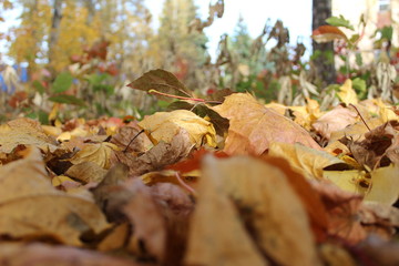 colorful autumn leaves on the ground in the Park