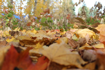 colorful autumn leaves on the ground in the Park