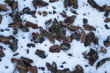 Sawdust in the snow in the forest. Winter sawmill waste