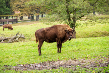 Ansicht eines europäischen Bison, lateinisch Bison bonasus