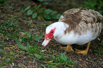 Muscovy Duck on Grass