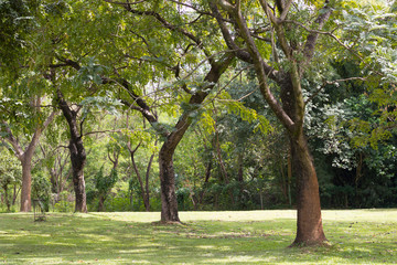 Obraz premium tree in the park