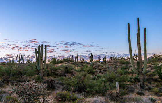 Arizona Desert Sunrise Skies With Cactus Near Phoenix © Ray Redstone