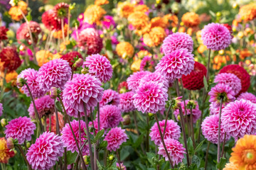 Dahlienbeet