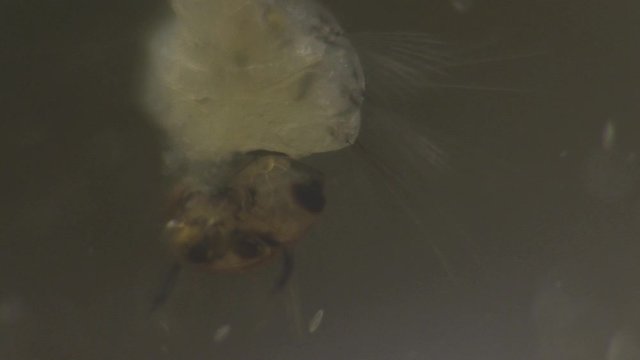 Paramesia Paramecia bilder – Bläddra bland 1,808 stockfoton, vektorer och videor ...