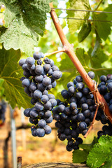 Italian red  wine grapes plant, growing in Elba island, new harvest of wine grape in Italy. Close-up of a branch of a mature grapes