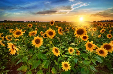 Fototapete Esszimmer Schöner Sonnenuntergang über Sonnenblumenfeld