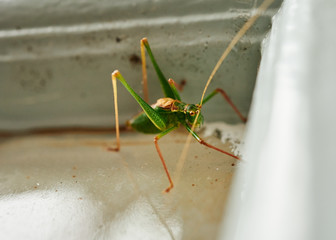 Vivid green male Speckled Bush-Cricket (Leptophyes Punctatissima) crawling across a wooden door.