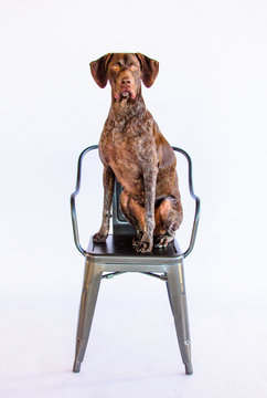 German short-haired pointer sitting on a chair