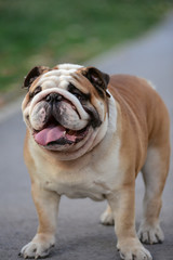 Obraz premium dog, bulldog, animal, pet, puppy, canine, white, cute, breed