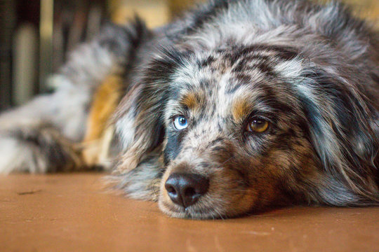 Miniature blue merle Australian Shepherd dog with heterochromia lying on floor 