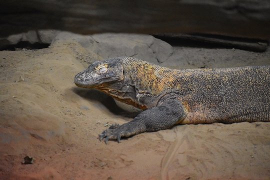 iguana with eyes closed in the sand at the zoo