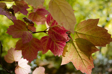Autumn colors on the leaves of the tree