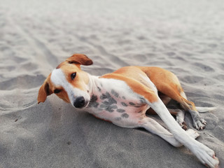 A cute  and joyful mongrel dog lies on the sand on the beach under the sun at sunset